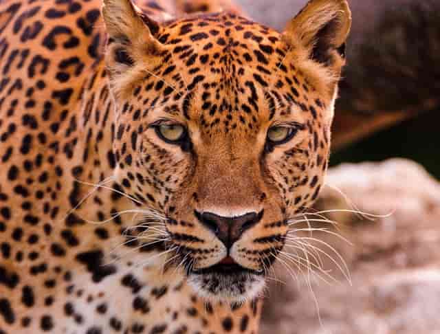 袖虎宠物商业调查：开宠物店如何采购活体资源