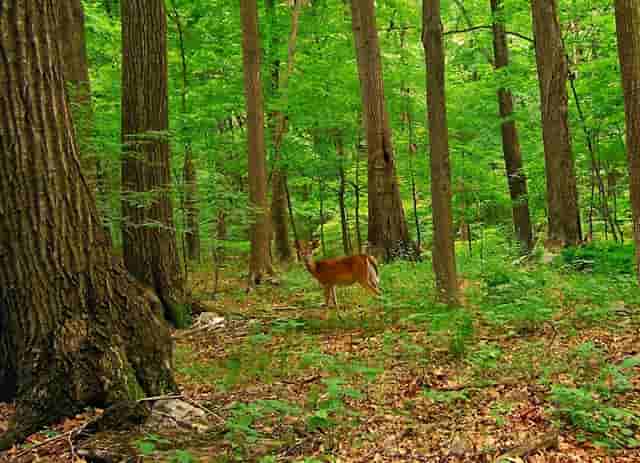 袖虎病猫攻略：买到猫癣的猫怎么办