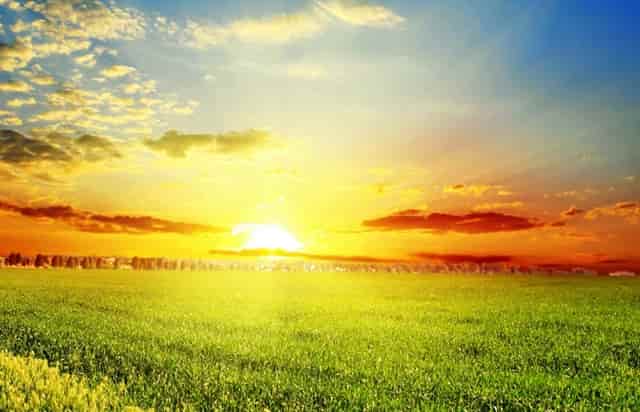 袖虎病猫攻略：两招搞定猫咪跳蚤