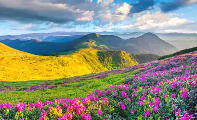 袖虎病猫攻略：预防自发性膀胱炎！