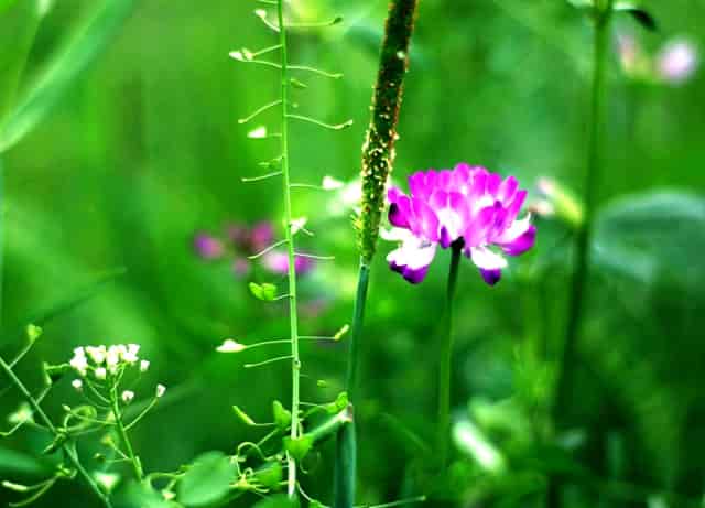 袖虎建议养“狗的问题”和“人的问题”一起重视！