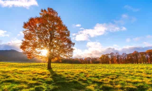 袖虎病狗攻略：狗狗体臭怎么办