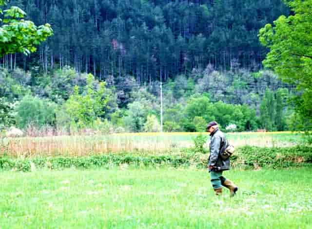 袖虎病猫攻略：用蚊香真的会死猫吗？