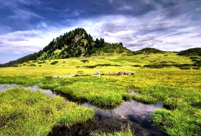 “鄂尔多斯红葱”正逐步走向产业化