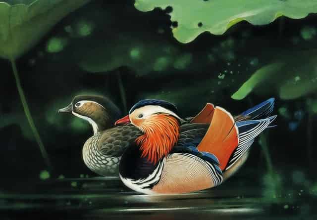 袖虎病猫攻略：猫猫上火那些事