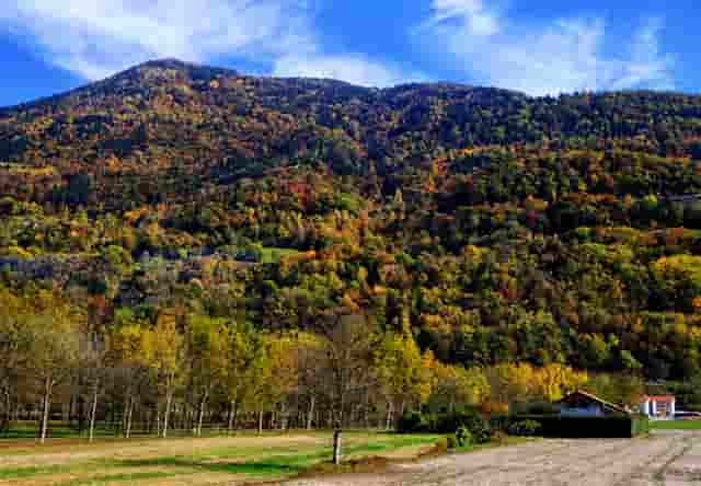 袖虎加盟故事：卖猫骗局