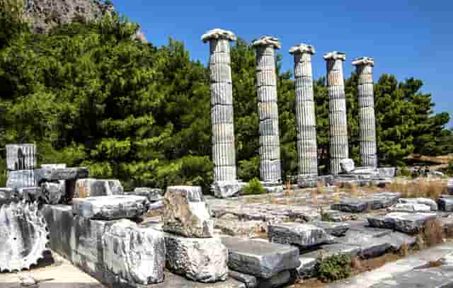 袖虎病狗攻略：狗发烧怎么办