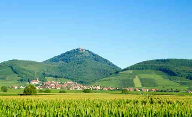 对时尚花艺造型的八大技巧进行论述