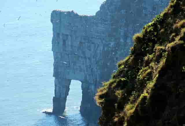 袖虎病狗攻略：不让碰爪爪？小心这是病