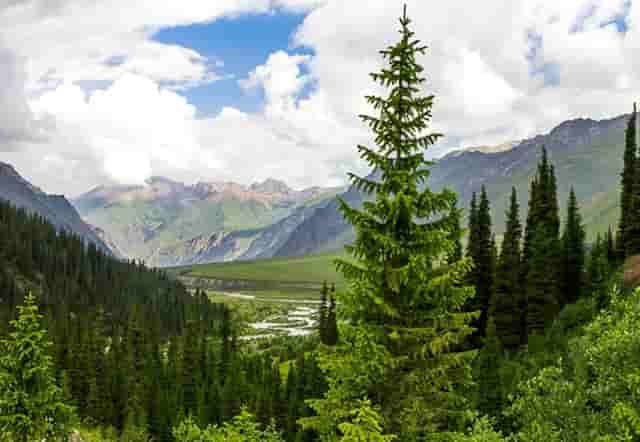 袖虎病猫攻略：加菲猫出现黑下巴是什么原因