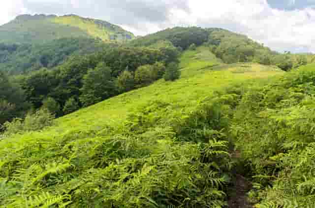 袖虎加盟店：养宠骗局分析1